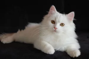 Kucing Anggora: Si Elegan Berbulu Lebat yang Jadi Primadona!