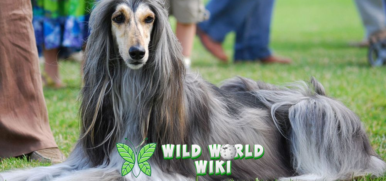 Afghan Hound: Wibawa Alami dalam Balutan Bulu Super Fluffy!