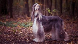 Afghan Hound: Wibawa Alami dalam Balutan Bulu Super Fluffy!