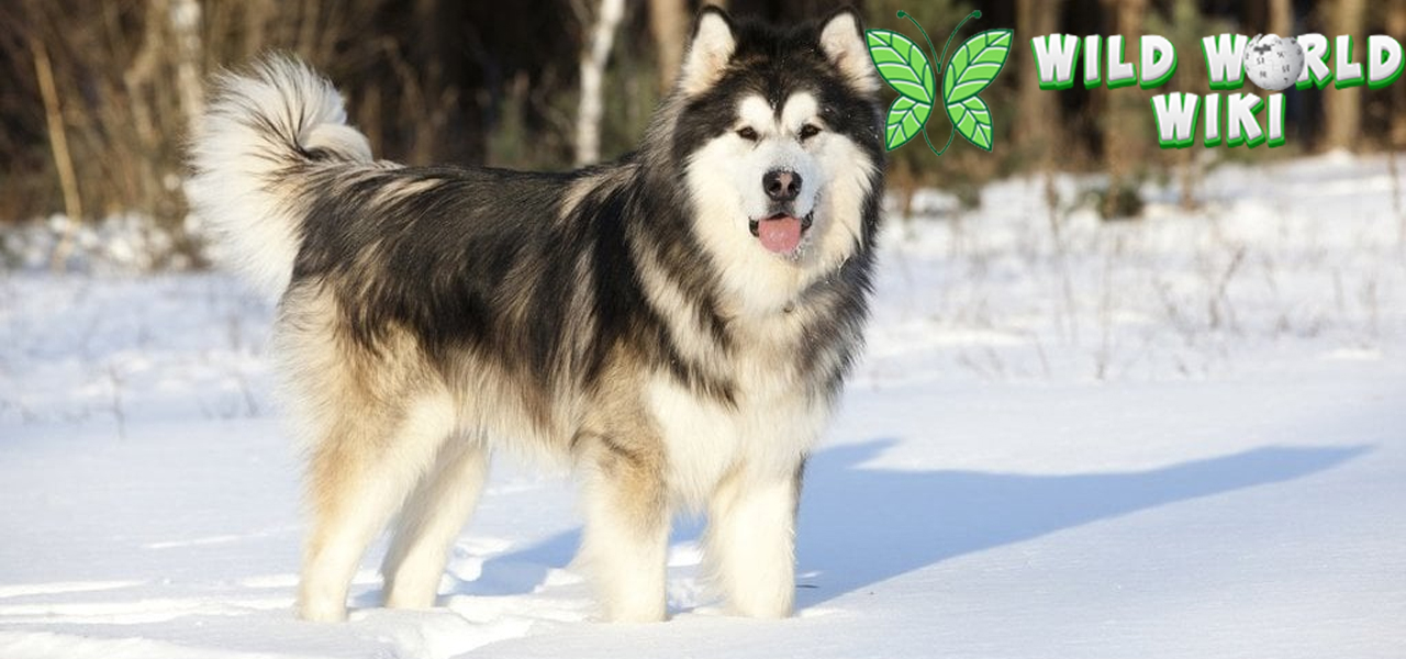 Alaskan Malamute: Gagah dan Setia, Si Pemburu dari Kutub!
