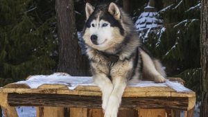 Alaskan Malamute: Gagah dan Setia, Si Pemburu dari Kutub!
