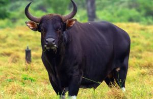 Kehebatan Banteng: Kekuatan Alam yang Menginspirasi!