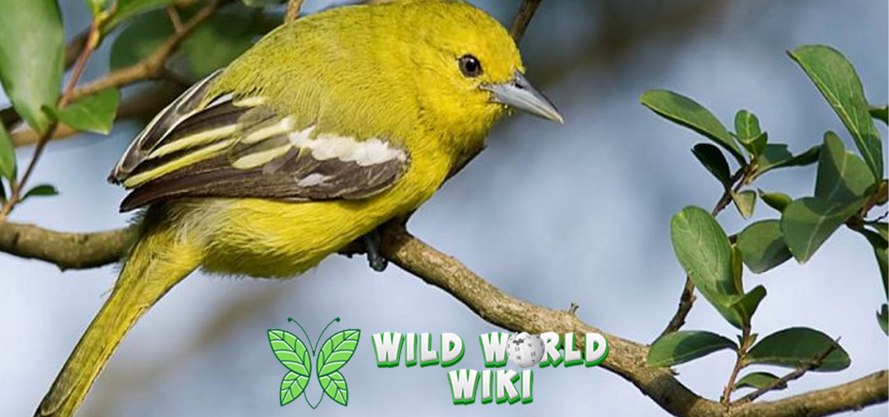 Burung Cipoh Si Tukang Nyindir dari Pepohonan Kampung!