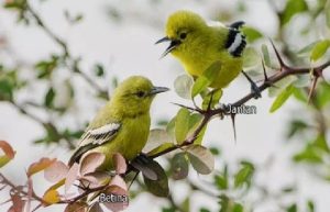 Burung Cipoh Si Tukang Nyindir dari Pepohonan Kampung!