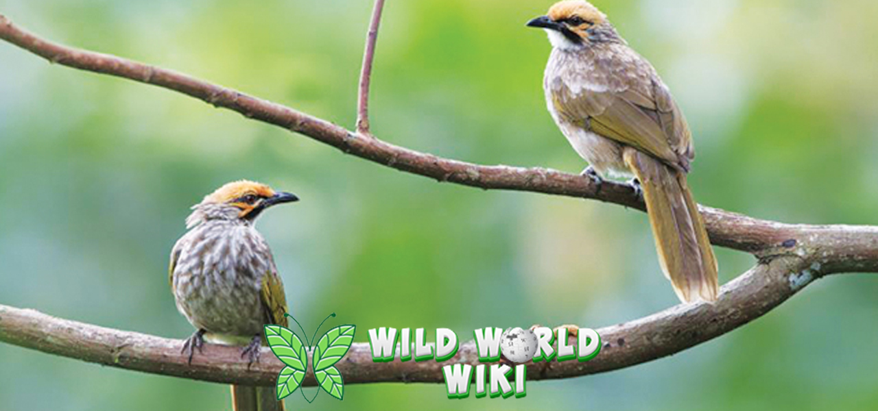 Suara Emas Cucak Rawa: Burung Biasa dengan Nilai Luar Biasa!