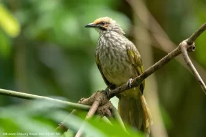 Suara Emas Cucak Rawa: Burung Biasa dengan Nilai Luar Biasa!