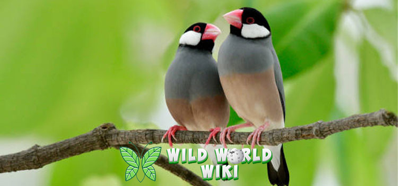 Gelatik: Burung Imut yang Diam-Diam Punya Banyak Penggemar!