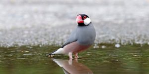 Gelatik: Burung Imut yang Diam-Diam Punya Banyak Penggemar!