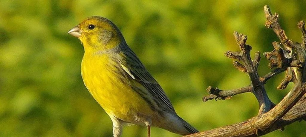 Burung Kenari: Pesona Warna-warni dan Suara yang Menyegarkan