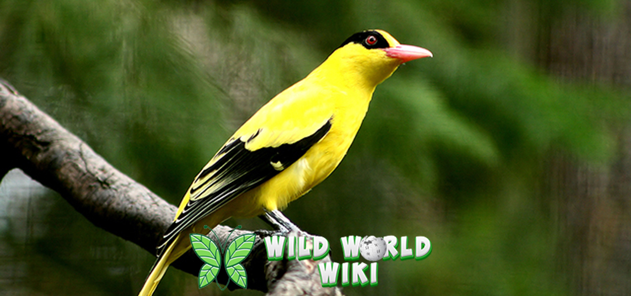 Burung Kepodang: Si Anggun yang Punya Suara Tak Terlupakan!