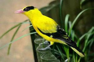 Burung Kepodang: Si Anggun yang Punya Suara Tak Terlupakan!