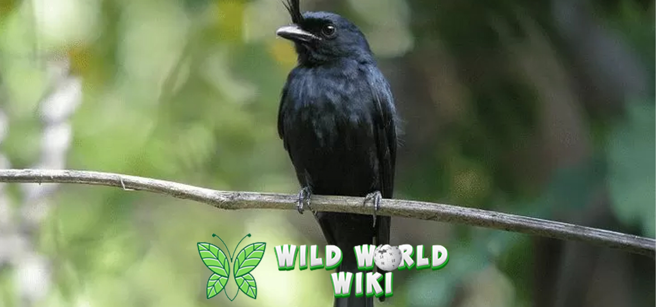 Tertarik dengan Burung Srigunting? Ketahui Fakta Uniknya!
