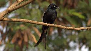 Tertarik dengan Burung Srigunting? Ketahui Fakta Uniknya!