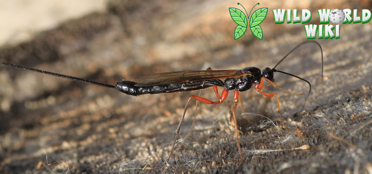 Hymenoptera: Keajaiban Alam dalam Dunia Serangga!