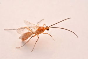 Hymenoptera: Keajaiban Alam dalam Dunia Serangga!