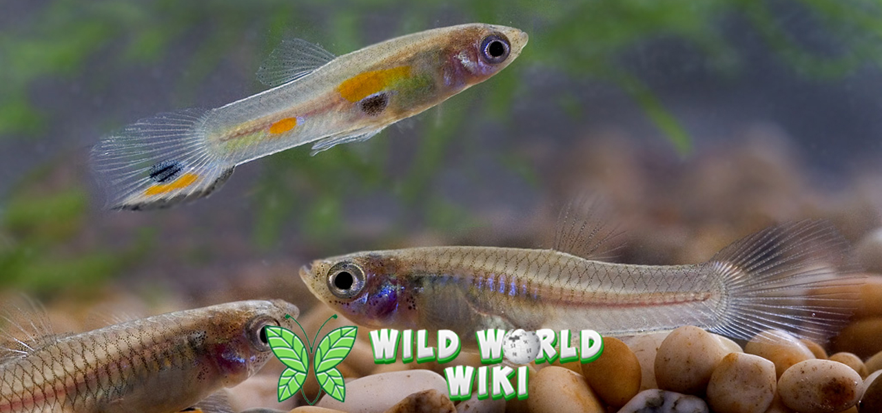 Mengintip Dunia Ikan Guppy: Cantik, Ceria, dan Mudah Dipelihara!