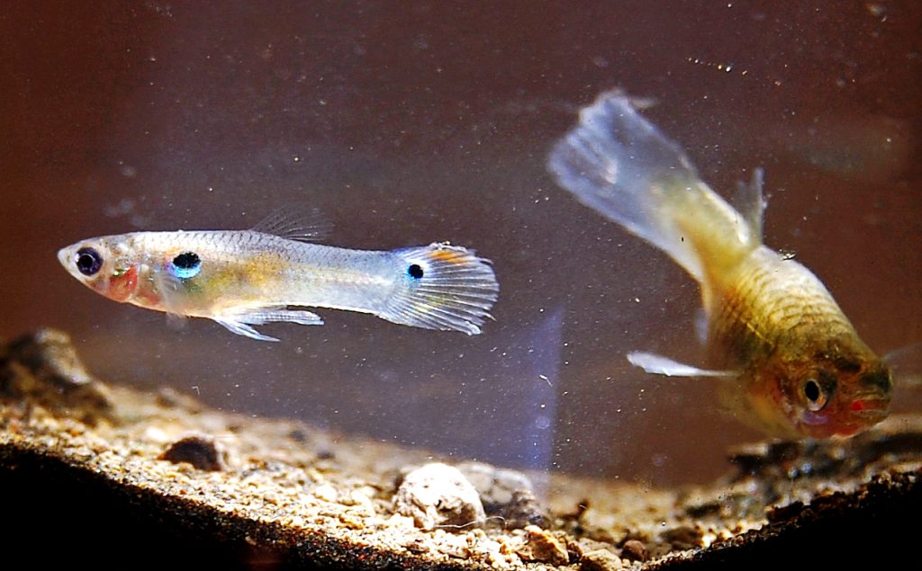 Mengintip Dunia Ikan Guppy: Cantik, Ceria, dan Mudah Dipelihara!