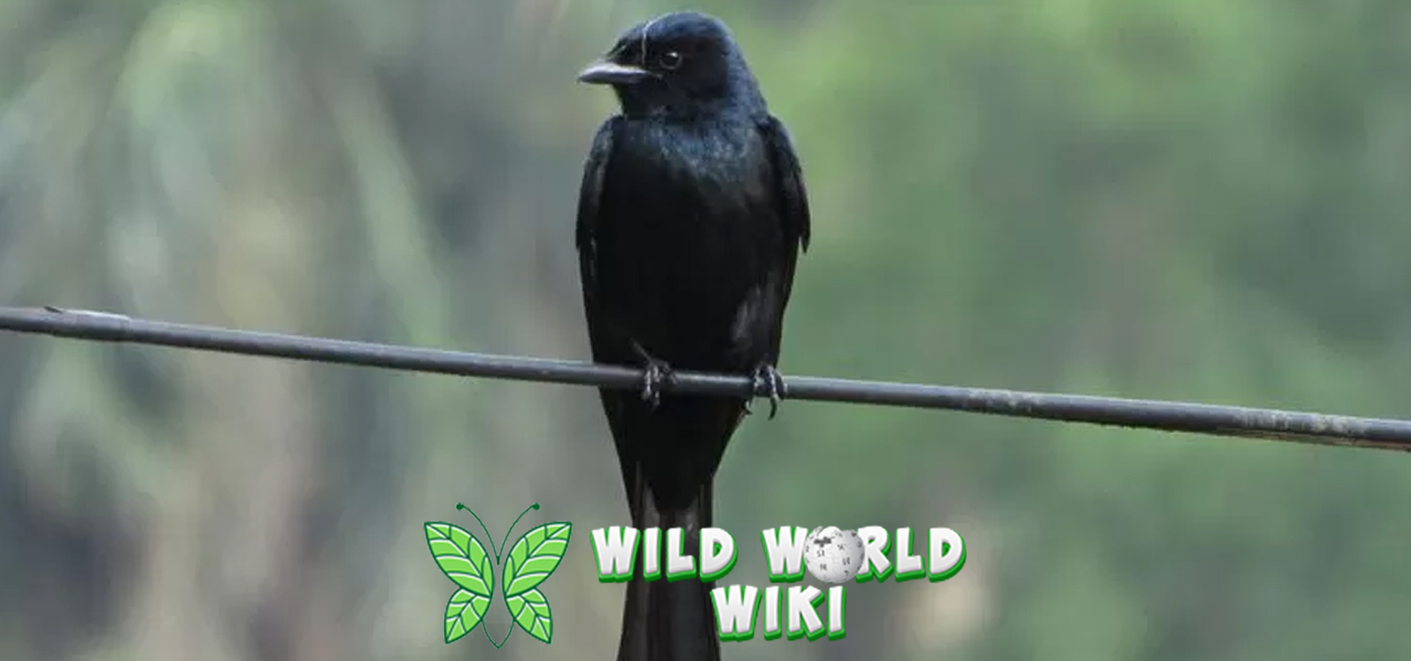 Pesona Burung Srigunting: Sang Pemburu Elegan di Hutan Tropis!