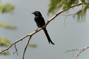 Pesona Burung Srigunting: Sang Pemburu Elegan di Hutan Tropis!