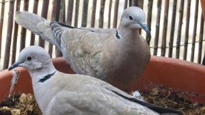Burung Tekukur, Simbol Damai dari Langit yang Jarang Disadari