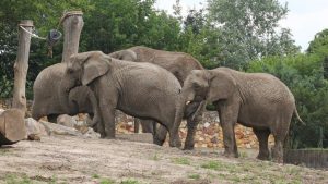 Gajah: Raksasa Alam yang Penuh Keajaiban dan Misteri!