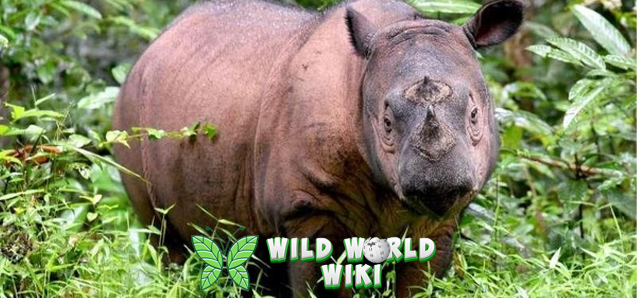Badak Sumatra: Sang Raksasa Langka yang Terancam Punah!