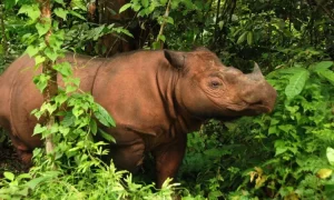 Badak Sumatra: Sang Raksasa Langka yang Terancam Punah!