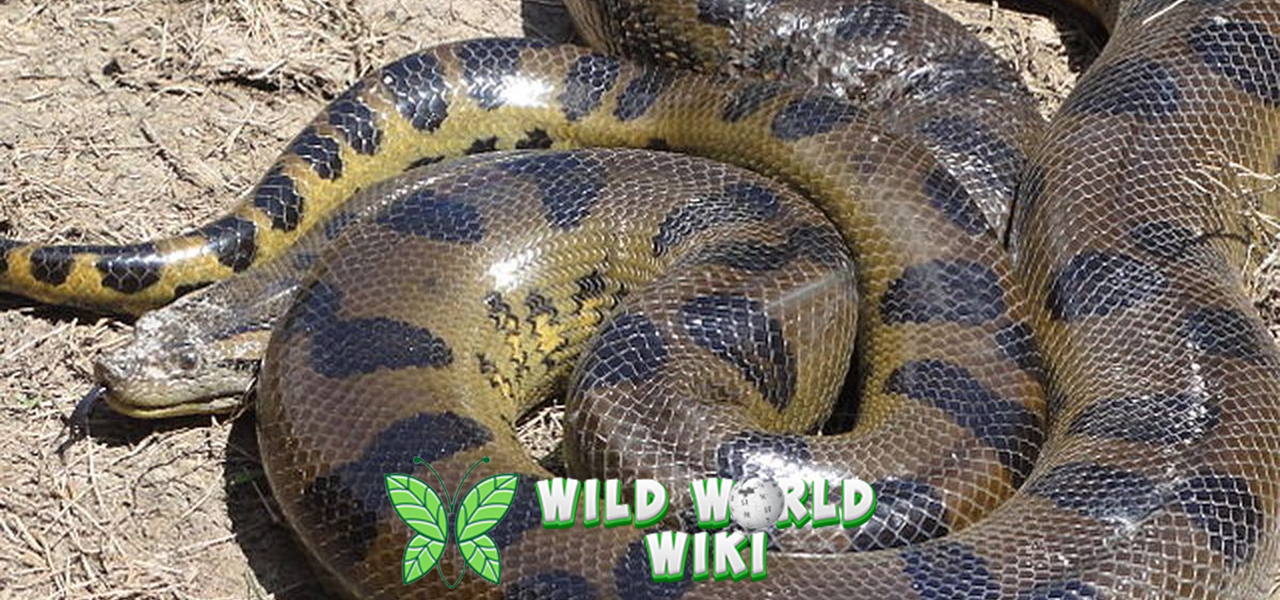 Anaconda: Ular Raksasa yang Memiliki Kisah Misterius di Alam Liar