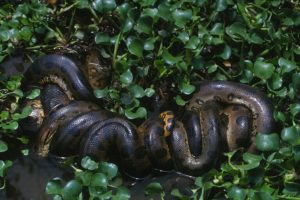 Anaconda: Ular Raksasa yang Memiliki Kisah Misterius di Alam Liar