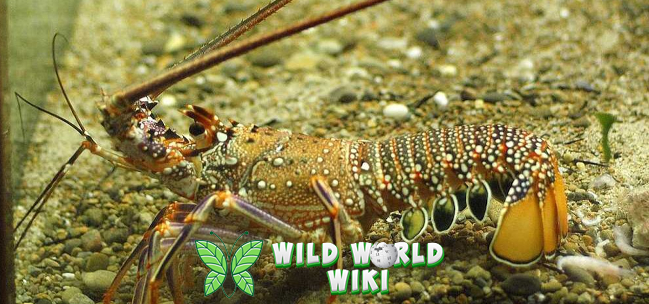 Lobster: Si Pahlawan Laut yang Diam-diam Membantu Ekosistem!