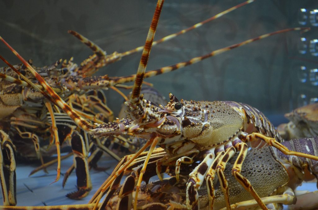 Lobster: Si Pahlawan Laut yang Diam-diam Membantu Ekosistem!