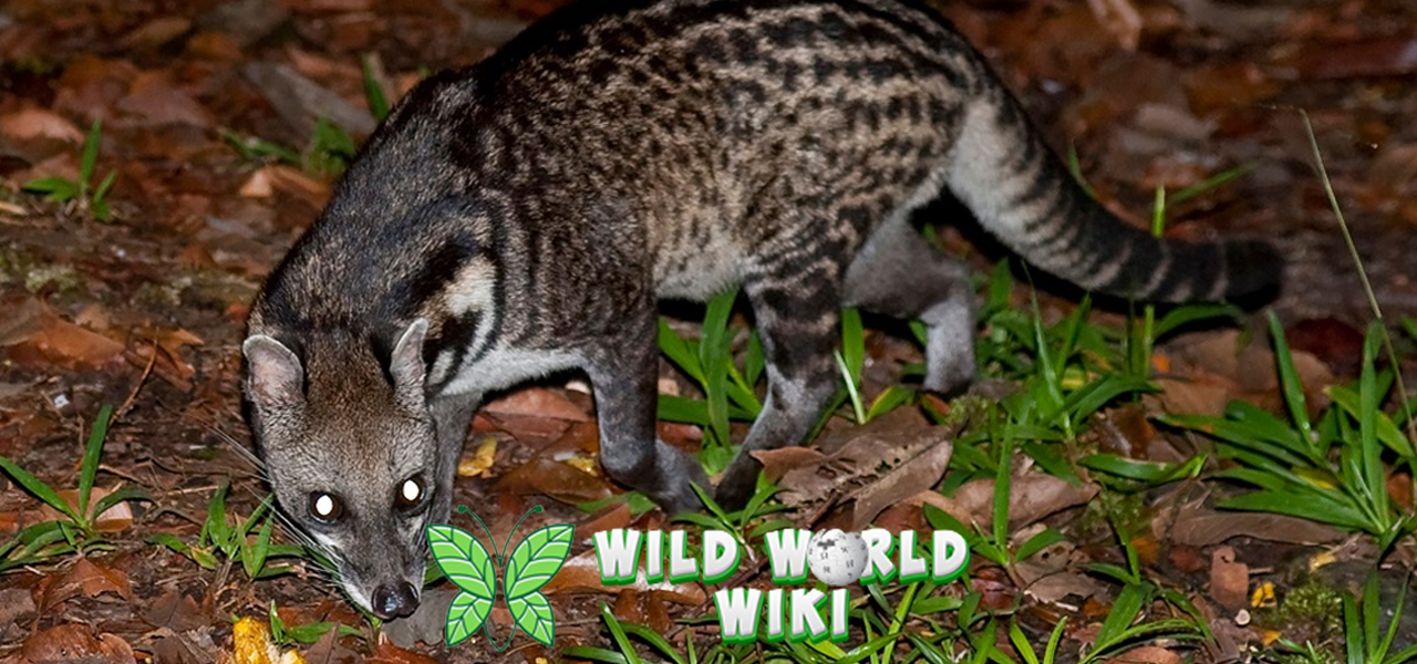 Musang: Si Pemangsa Malam dengan Kepribadian Tak Terduga!