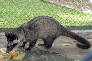 Musang: Si Pemangsa Malam dengan Kepribadian Tak Terduga!