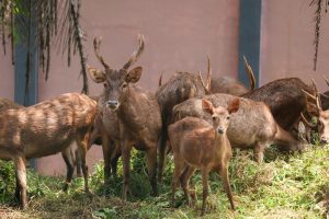 Rusa Bawean Keberadaannya Terancam Tapi Tetap Memikat Dunia