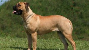 Kehebatan Bullmastiff Anjing Penjaga yang Gagah dan Setia!