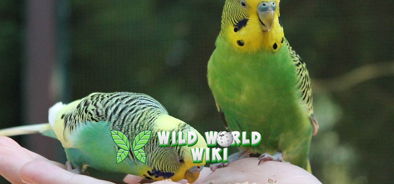 Burung Parkit Si Kicau Ceria dengan Warna Menggoda!