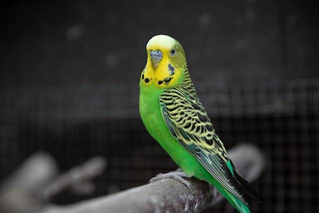 Burung Parkit Si Kicau Ceria dengan Warna Menggoda!
