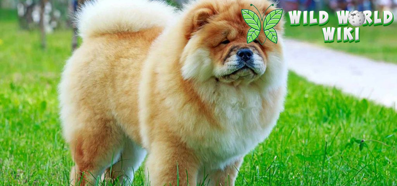 Chow Chow Anjing Berbulu Lebat dengan Pesona Eksotis!