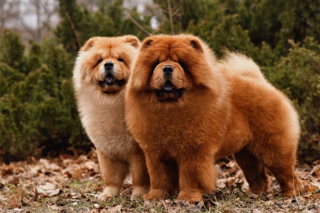 Chow Chow Anjing Berbulu Lebat dengan Pesona Eksotis!