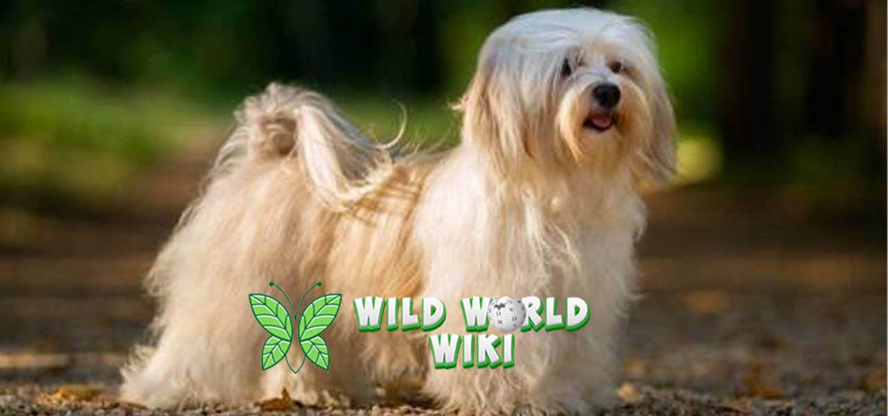 Havanese Dog Anjing Lucu dengan Kepribadian Menawan!