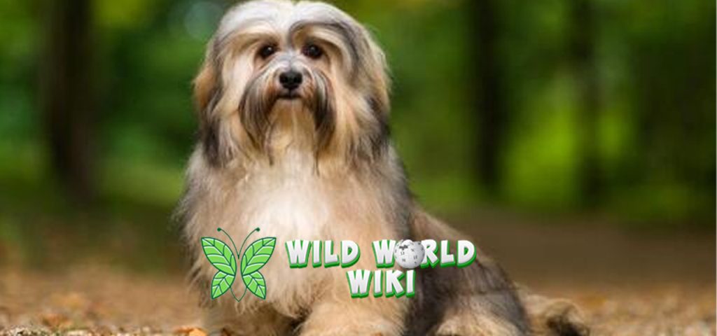 Havanese Dog Anjing Lucu dengan Kepribadian Menawan!