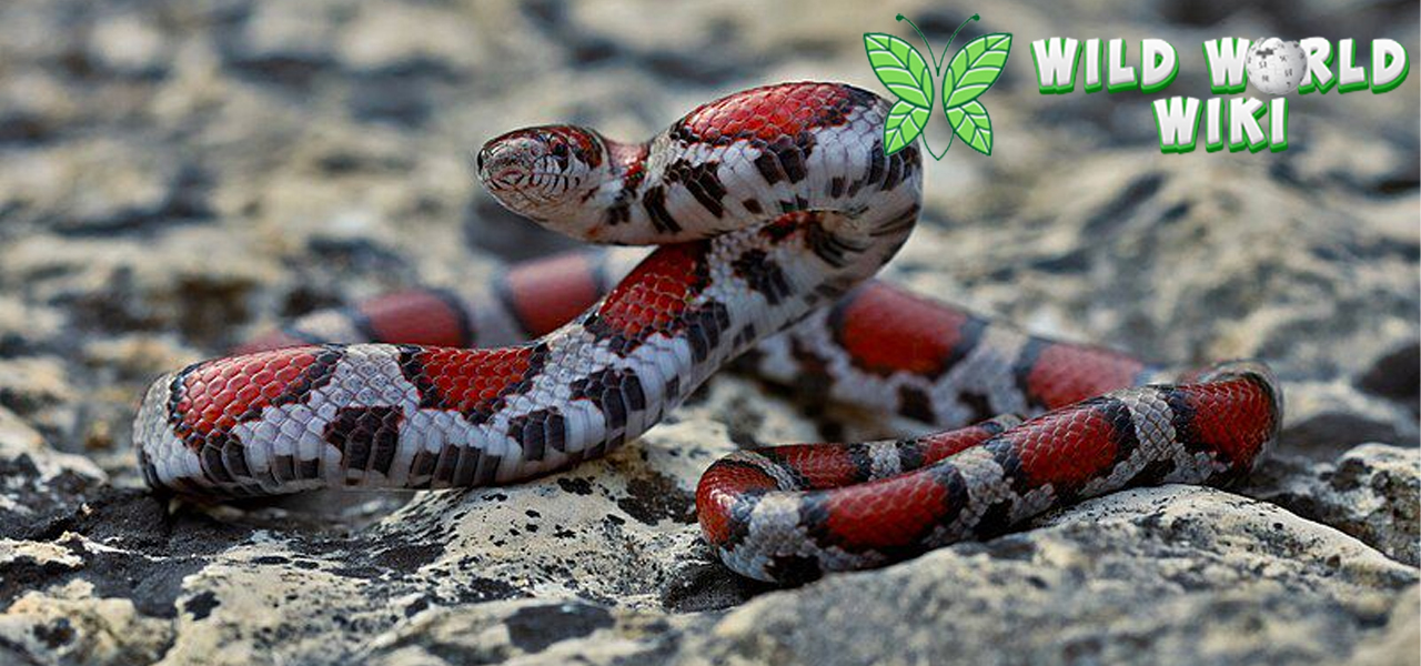 Kingsnakes, Si Predator Tangguh yang Tak Punya Bisa!