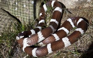 Kingsnakes, Si Predator Tangguh yang Tak Punya Bisa!