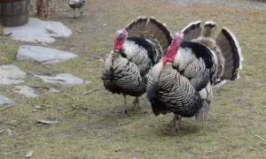 Si Leher Panjang nan Anggun Pesona Ayam Kalkun Lokal!