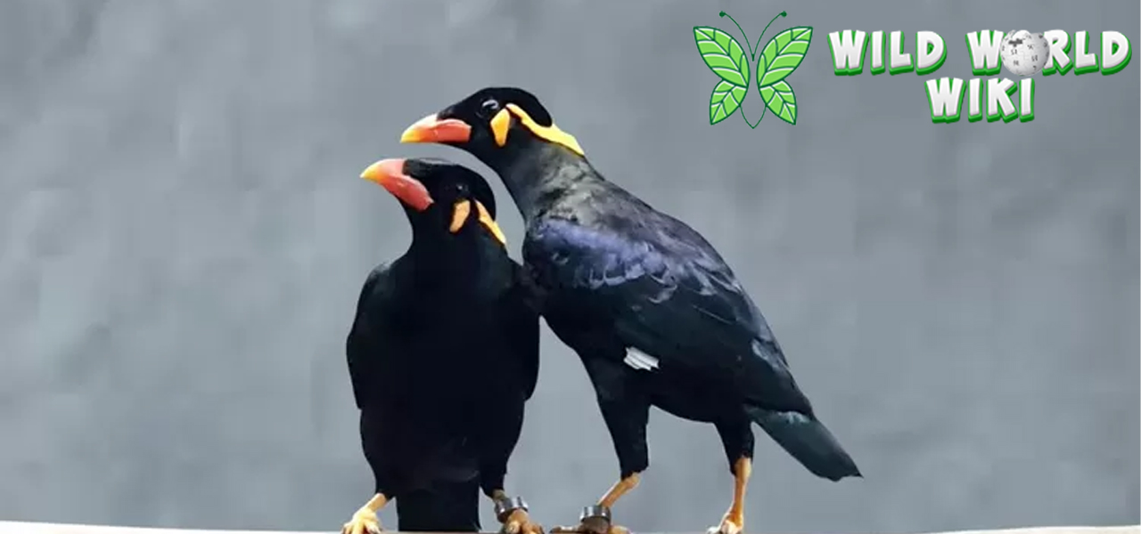 Burung Beo Si Tukang Cerewet yang Bikin Heboh Rumah!