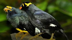 Burung Beo Si Tukang Cerewet yang Bikin Heboh Rumah!