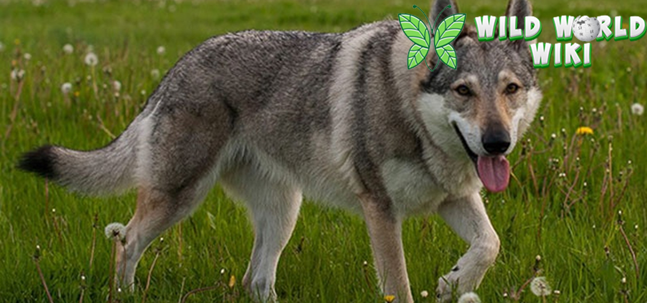 Fenrir dan Serigala Simbol Kekuatan dalam Mitologi Nordik