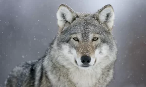 Fenrir dan Serigala Simbol Kekuatan dalam Mitologi Nordik
