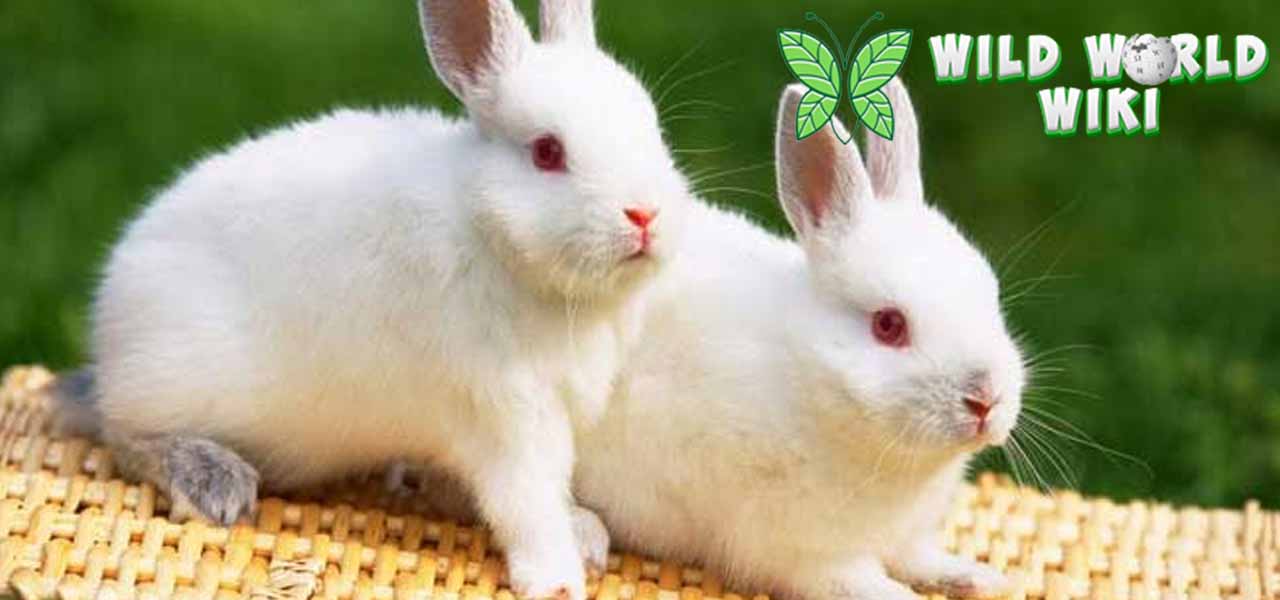 Mengenal Kelinci Si Bulu Lembut yang Bikin Hati Adem!