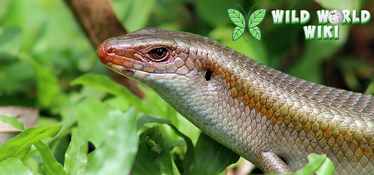 Kadal Minyak Reptil Misterius yang Bikin Heboh Pasar Herbal